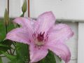 Clematis 'Comtesse de Bouchaud' - Clematis 'Comtesse de Bouchaud'