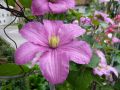 Clematis 'Comtesse de Bouchaud' - Clematis 'Comtesse de Bouchaud'