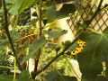 Feige - Ficus carica