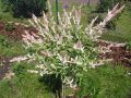 Harlekinweide / Zierweide 'Hakuro Nishiki' - Salix integra 'Hakuro Nishiki' /Japanisch Weide