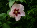 Garteneibisch 'Helene' / 'Helena' - Hibiscus syriacus 'Helene' / 'Helena'