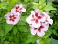 Garteneibisch 'Helene' / 'Helena' - Hibiscus syriacus 'Helene' / 'Helena'