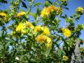 Kanadisches Johanniskraut - Hypericum kalmianum 'Gemo' / Syn. densiflorum 'Gemo'