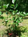 Apfelbeere 'Nero' - Aronia melanocarpa 'Nero'
