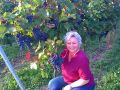 Weintraube 'Dornfelder' � - Vitis 'Dornfelder' �