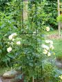 Strauchrose 'Ghislaine de Feligonde' - Rosa 'Ghislaine de Feligonde'