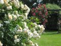 Strauchrose 'Ghislaine de Feligonde' - Rosa 'Ghislaine de Feligonde'