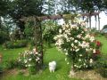Strauchrose 'Ghislaine de Feligonde' - Rosa 'Ghislaine de Feligonde'