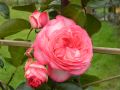Kletterrose 'Antike 89' � - Rosa 'Antike 89' �