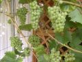 Weintraube 'Ph�nix' - Vitis 'Ph�nix'