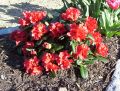 Rhododendron 'Scarlet Wonder' - Rhododendron repens 'Scarlet Wonder'