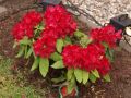 Rhododendron 'Hachmann's Feuerschein' (S) - Rhododendron Hybride 'Hachmann's Feuerschein' (S)