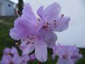 Rhododendron 'Praecox' - Rhododendron 'Praecox'