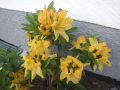 Laubabwerfende Azalee 'Goldpracht' - Rhododendron luteum 'Goldpracht'