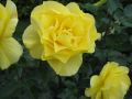 Beetrose 'Friesia' � - Rosa 'Friesia' �