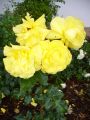 Beetrose 'Friesia' � - Rosa 'Friesia' �
