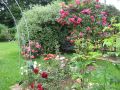 Kletterrose 'Laguna' � - Rosa 'Laguna' �