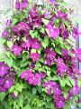 Clematis 'Rouge Cardinal' - Clematis 'Rouge Cardinal'