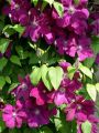 Clematis 'Rouge Cardinal' - Clematis 'Rouge Cardinal'