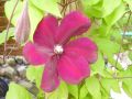 Clematis 'Rouge Cardinal' - Clematis 'Rouge Cardinal'