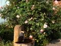 Kletterrose 'Compassion' � - Rosa 'Compassion' �