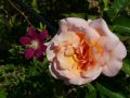 Kletterrose 'Compassion' � - Rosa 'Compassion' �