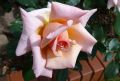 Kletterrose 'Compassion' � - Rosa 'Compassion' �