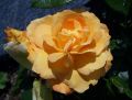 Beetrose 'Bernstein Rose' � - Rosa 'Bernstein Rose' �