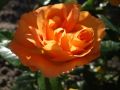 Beetrose 'Bernstein Rose' � - Rosa 'Bernstein Rose' �