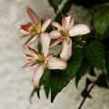 Clematis 'Majorie' - Clematis montana 'Majorie'
