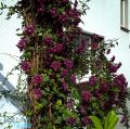 Clematis 'Purpurea Plena Elegans' - Clematis viticella 'Purpurea Plena Elegans'