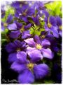 Clematis 'Jackmanii' - Clematis 'Jackmanii'