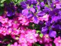 Clematis 'Jackmanii' - Clematis 'Jackmanii'