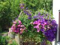 Clematis 'Jackmanii' - Clematis 'Jackmanii'