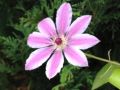Clematis 'Nelly Moser' - Clematis 'Nelly Moser'