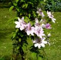 Clematis 'Nelly Moser' - Clematis 'Nelly Moser'