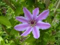 Clematis 'Nelly Moser' - Clematis 'Nelly Moser'