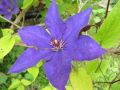 Clematis 'The President' - Clematis 'The President'
