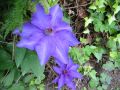 Clematis 'The President' - Clematis 'The President'
