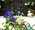 Clematis 'The President' - Clematis 'The President'
