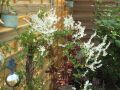 Kn�terich / Schlingkn�terich - Polygonum aubertii