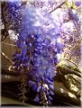 Blauregen / Glyzine / Wisterie / Chinesischer Blauregen - Wisteria sinensis