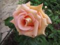 Edelrose 'Marco Polo' � - Rosa 'Marco Polo' �