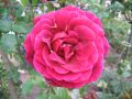 Edelrose 'Burgund 81' � - Rosa 'Burgund 81' �