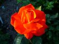Edelrose 'Las Vegas' � - Rosa 'Las Vegas' �