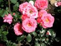 Beetrose 'Bella Rosa' � - Rosa 'Bella Rosa' �