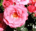 Beetrose 'Bella Rosa' � - Rosa 'Bella Rosa' �