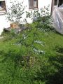 Eukalyptus - Eucalyptus gunnii