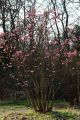 Winterschneeball 'Dawn' - Viburnum bodnantense 'Dawn'