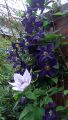 Clematis 'Romantica' - Clematis 'Romantica'